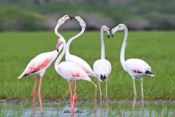 Bundala National Park