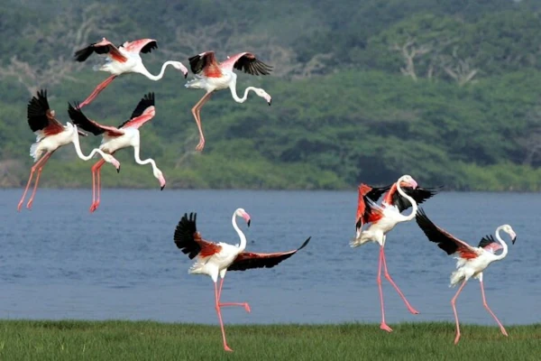 Kalametiya Sanctuary 