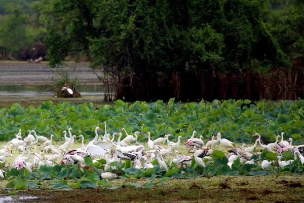 Kumana National Park
