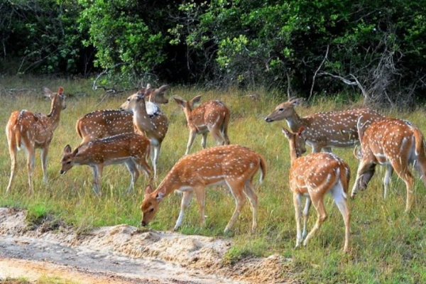 Maduruoya National Park