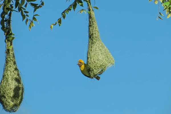 Wasgamuwa National Park