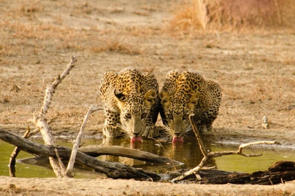 Weheragala (Yala Bolck 5)